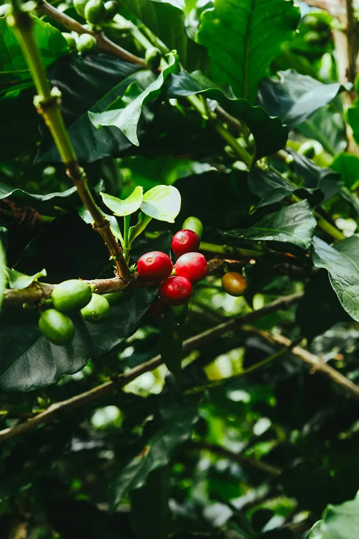 Introducing Our New Arabica Ijen Volcano Lot — Limited Availability