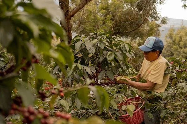 Our Commitment to Sustainable Farming in the Gayo Highlands