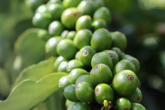 Global Specialty Coffee Demand: What It Means for Indonesian Exporters