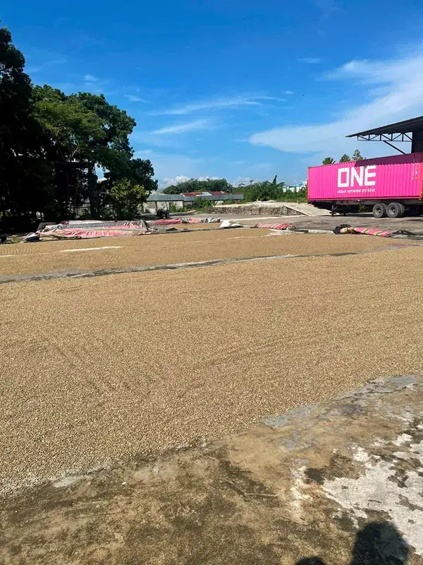 Coffee Drying at Processing Plant  