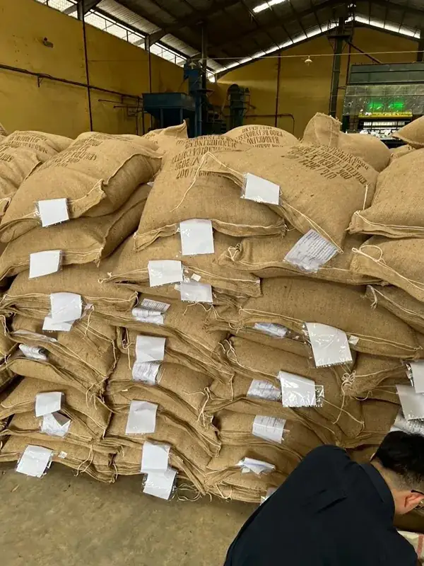 Coffee Ready for Processing