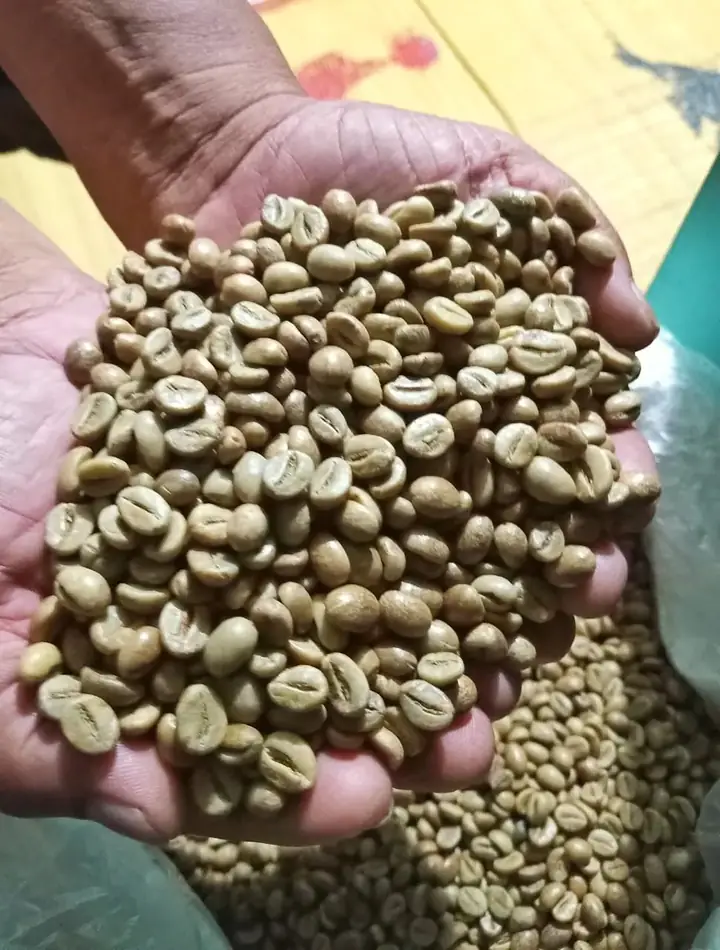Robusta Lampung Grade 1
