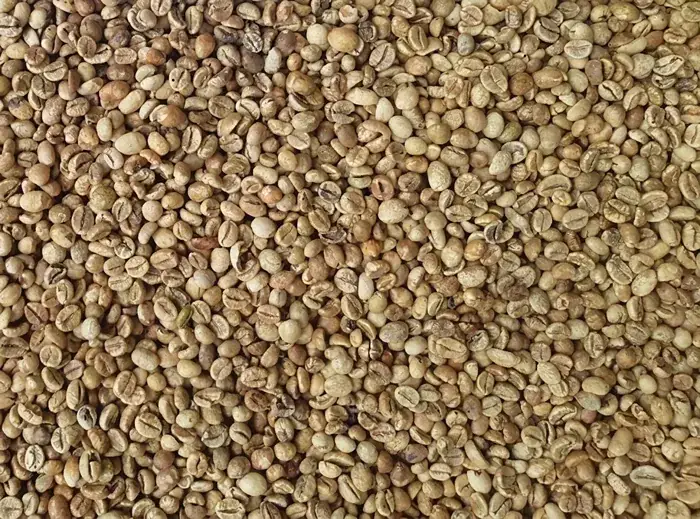 Robusta Sumatera Grade 3